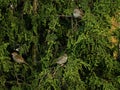 Three female house sparrows in thuja tree looking cute Royalty Free Stock Photo