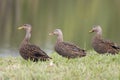 Three Female Mallard Ducks Royalty Free Stock Photo