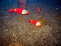 Three Female Parrot fish graze on the deck of a sunken tugboat