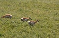 Three Female Pronghorns Grazing in a Field