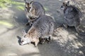 Three female tammar wallabies with joeys in their pouches are looking for food that tourists toss on the ground Royalty Free Stock Photo