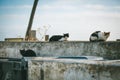 Three feral cats sitting and resting on a dirty smelly garbage area