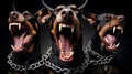 Three vicious doberman snarl, whilst held by chains