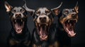 Three vicious doberman snarl, whilst held by chains