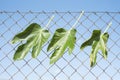 Three fig leaves on a wire fence Royalty Free Stock Photo
