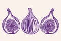 Three figs are displayed in purple ink on a plain white background, Stylized and minimalist linear drawing of ripe figs, AI Royalty Free Stock Photo