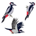 Three figures of a flying, sitting and pecking woodpecker