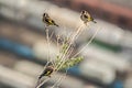 Three finches on a branch