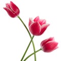 Three fine pink tulips isolated on white