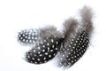 Three Fine Fluffy Spotted Giunea Fowl Feathers