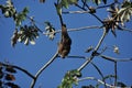 Three-fingered sloth, hanging from a tree in a jungle in Central America. Panama