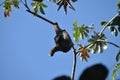 Three-fingered sloth, hanging from a tree in a jungle in Central America. Panama