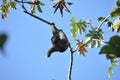 Three-fingered sloth, hanging from a tree in a jungle in Central America. Panama