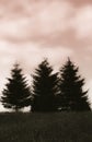 Three fir trees on edge of meadow