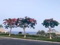 Three fire trees with green leaves and red flowers illuminated by the fans in the evening in the background of the sea in a tropic