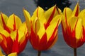Three Fire Wing Tulips Royalty Free Stock Photo