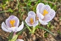 Three first spring flowers crocuses white colour with purple lines Royalty Free Stock Photo