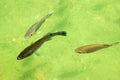 Three fish in green water