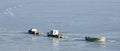 Three fishing boats in ice captive in sun shining day Royalty Free Stock Photo
