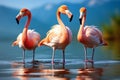 three flamingo in lake, AI generated Royalty Free Stock Photo