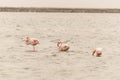 Three flamingo walking on the salt lake Royalty Free Stock Photo