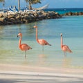 Three flamingos on the beach Royalty Free Stock Photo