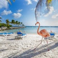 Three flamingos on the beach Royalty Free Stock Photo