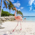 Three flamingos on the beach