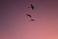Three flamingos in flight at sunset