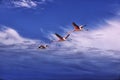 Three flamingos flying, Atacama desert, Chile.