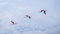 Three flamingos flying in a row