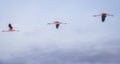 Three flamingos flying in a row