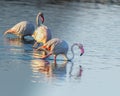 Three flamingos looking for food