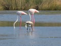 Three flamingos in Sardegna