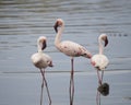 Three Flamingos standing in water, one sideview, one frontview, one backview