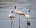 Three Flamingos standing in water, one sideview, one frontview, one backview