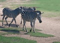 Three Flashy Grant's Zebra Walking