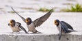 Three fledgling swallows with open beaks and flapping wings are eagerly waiting for their mother swallow to bring them food. Royalty Free Stock Photo