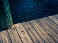 Crown Conchs on a Weathered Dock by the Water Royalty Free Stock Photo