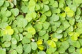 Three-flower beggarweed foliage Royalty Free Stock Photo