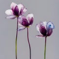 Three flower corollas, of a watercolor transparent variegated plum color on a light gray gradient background