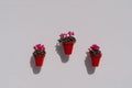 Three flower pots with pink flowers on white wall in sun Royalty Free Stock Photo