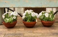 Three flower pots Royalty Free Stock Photo