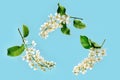 Three flowering bird cherry branches isolated on a blue background Royalty Free Stock Photo