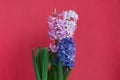 Three flowering hyacinths in one pot. Inflorescences of different colors. On a coral background