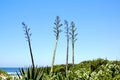 Three Flowering Sisal Plants Growing On Sand Dune