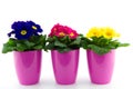 Three floweringpots with primroses
