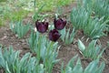 Three flowers of black tulips Royalty Free Stock Photo