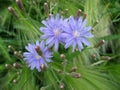 Three flowers of blue lettuce