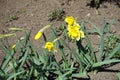 Three flowers and buds of yellow narcissuses